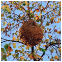 Afbeelding met boom, nest, wespennest, hemelAutomatisch gegenereerde beschrijving